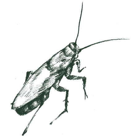 Cockroaches
