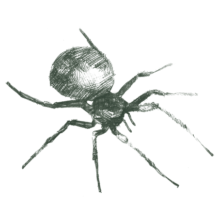 Spiders
