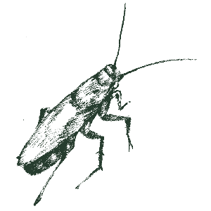 Cockroaches
