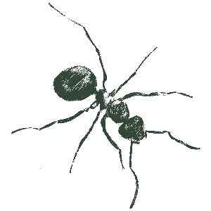 Ants
