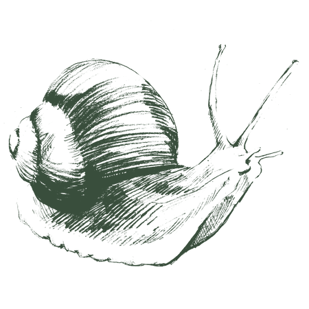 Garden Pests
