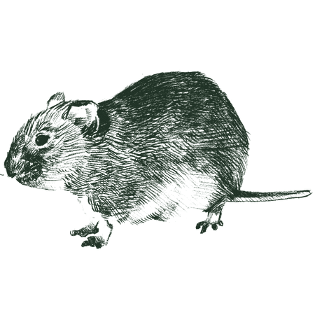 Rodents
